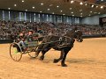 Pferd_Jagd   085